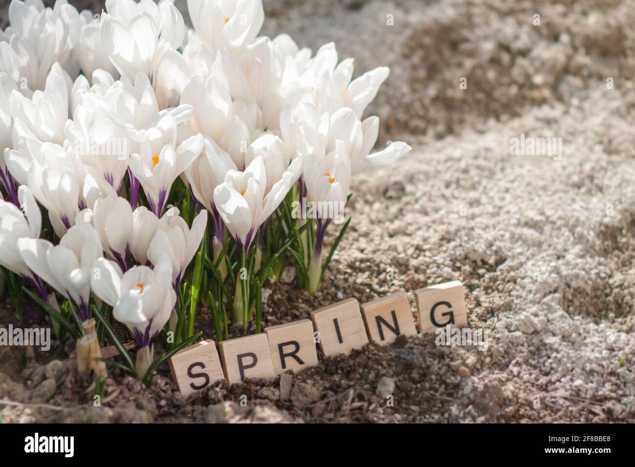 Crocus Sign White crocus with spring sign with wooden letters in the garden. Early ...
