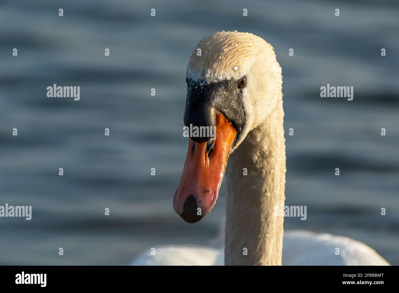 Mute swan's head illuminated by the sun, front view Stock Photo