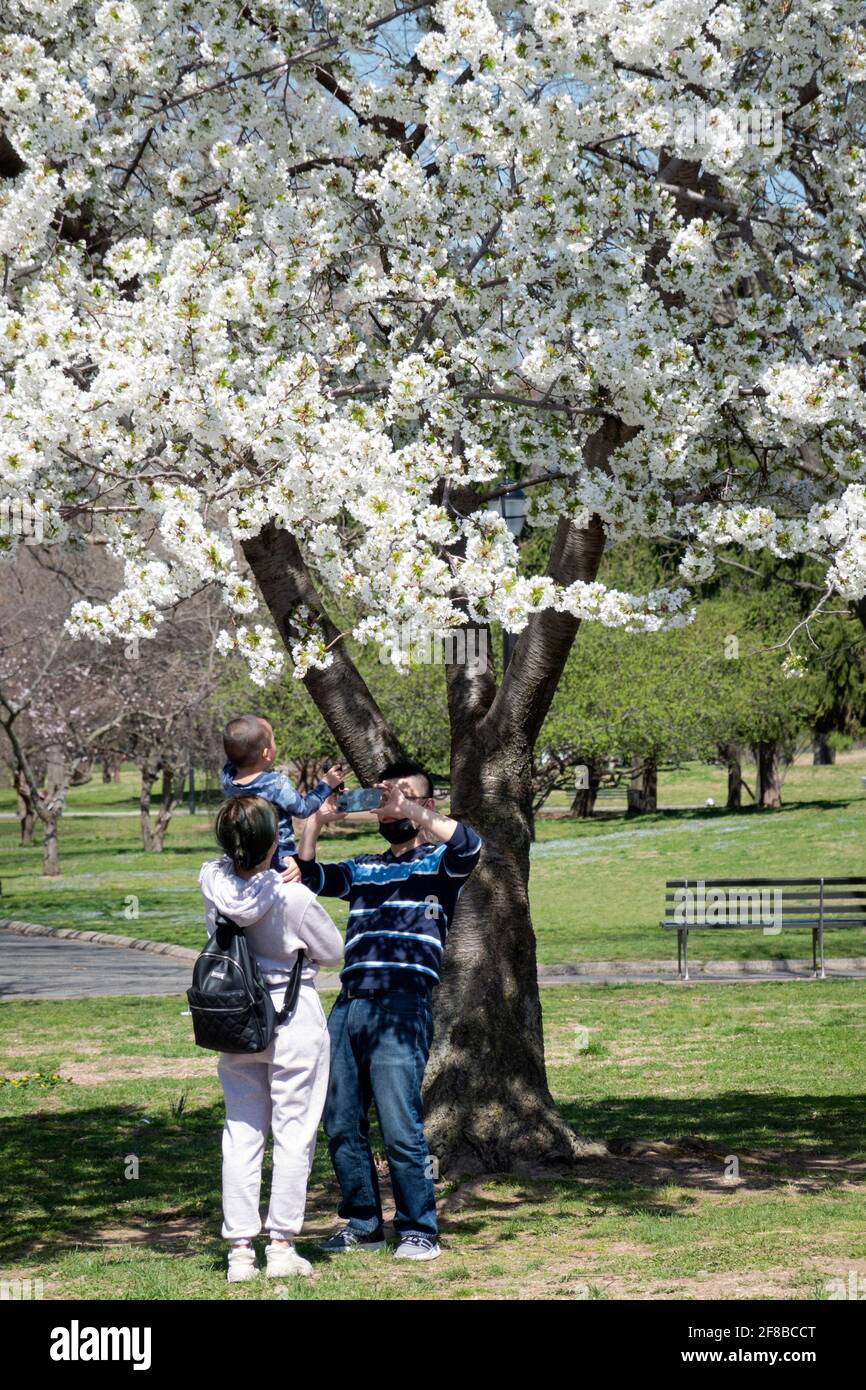 A couple take photos of their child among the apple blossom trees. On a mild spring weekday on a park in Queens, New York City. Stock Photo