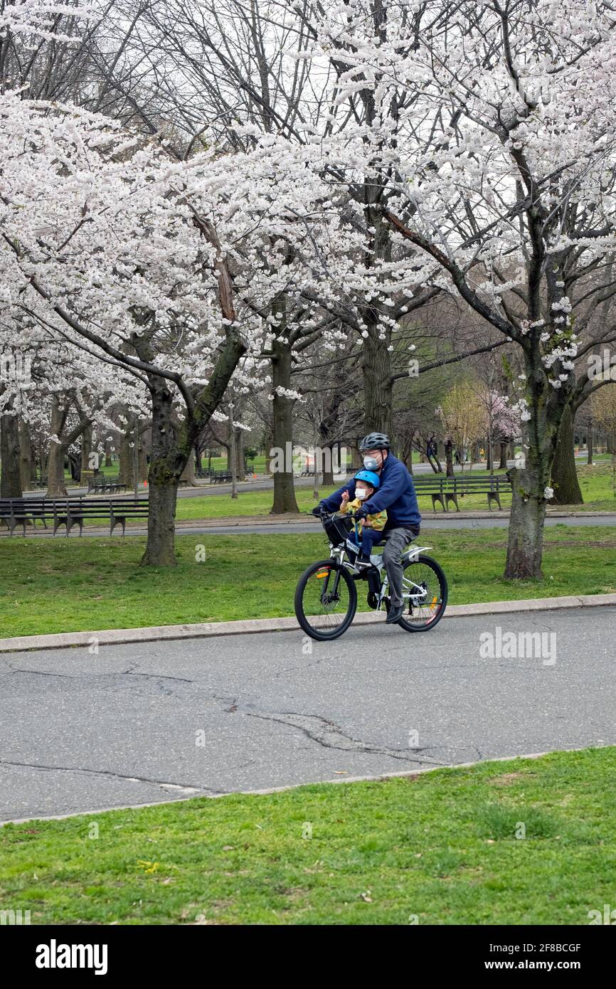 New Apple Flowers High Resolution Stock Photography And Images Alamy