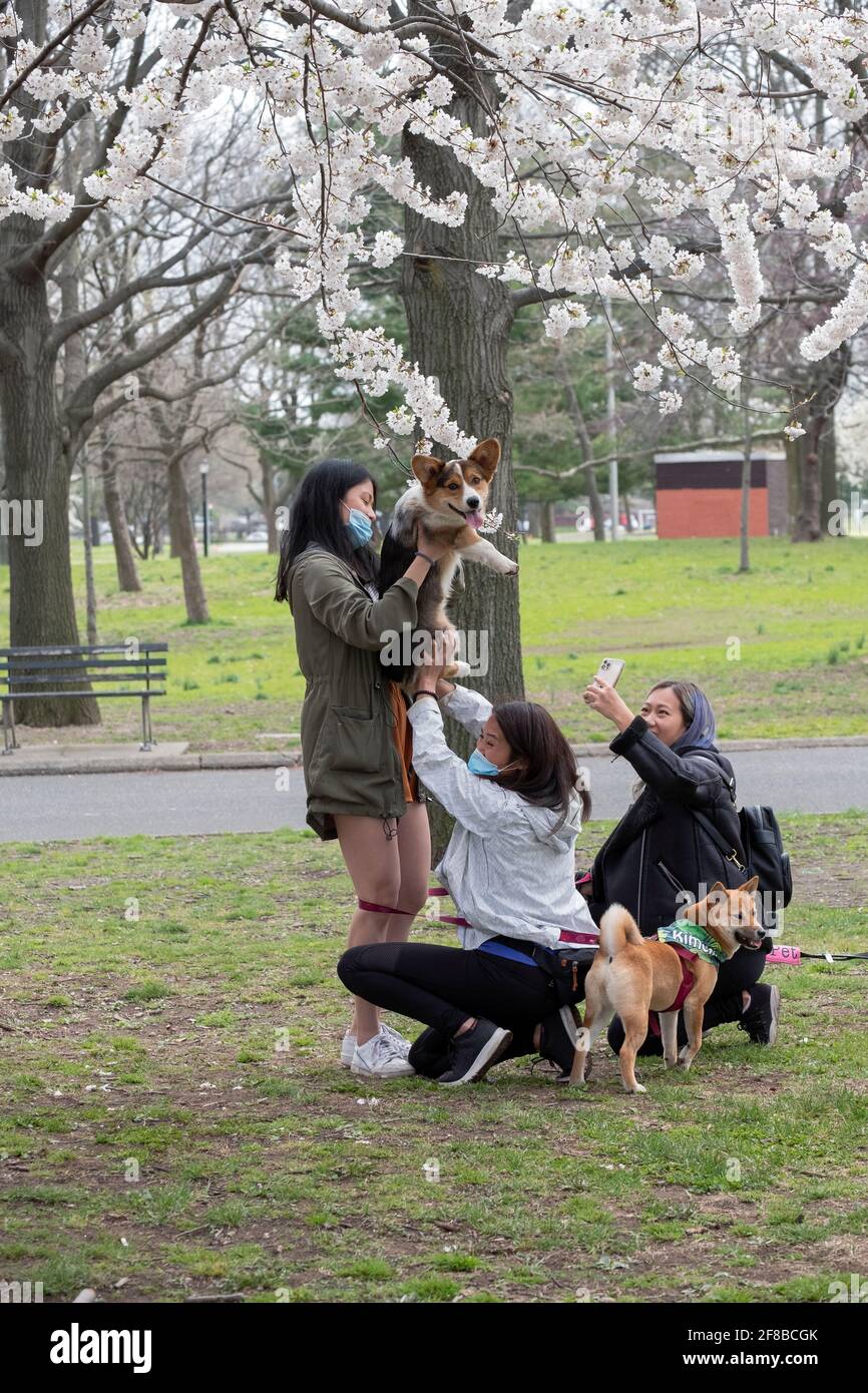 3 Asian American women take photos of their dogs (corgi top & Shiba Inu bottom) among the apple blossom trees in a park in Queens, New York. Stock Photo