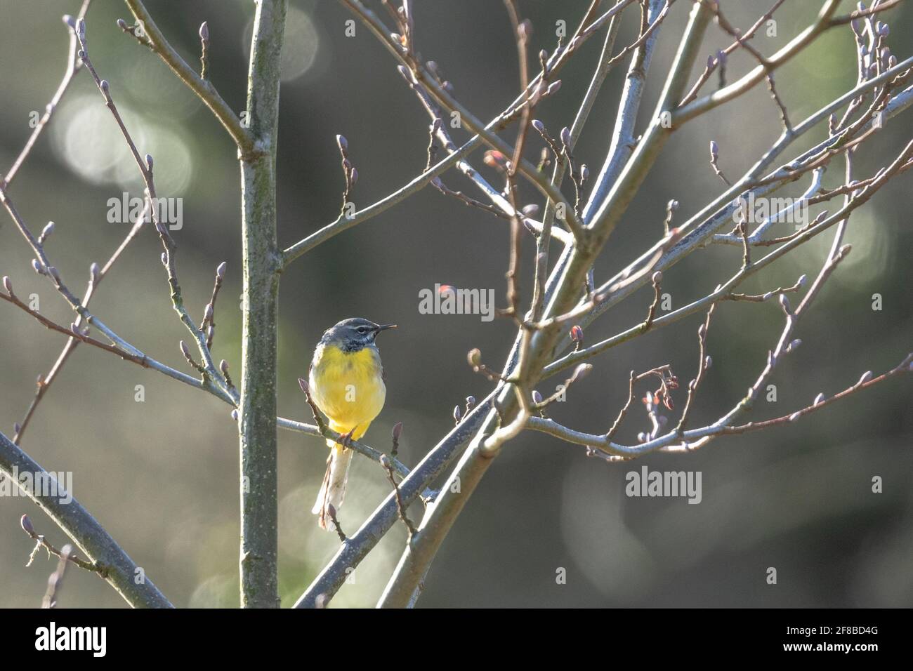 A grey wagtail perched in a tree in early spring in Baildon, Yorkshire, England. Stock Photo