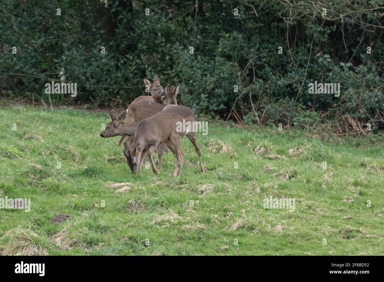 Four roe deer hi-res stock photography and images - Alamy