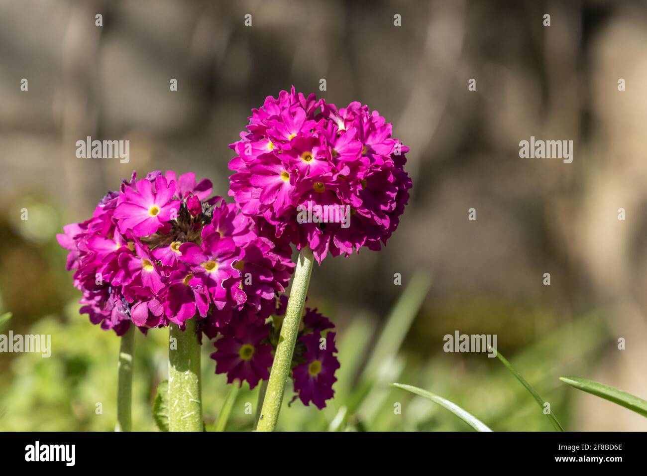 Primula Denticulata flowers. Stock Photo