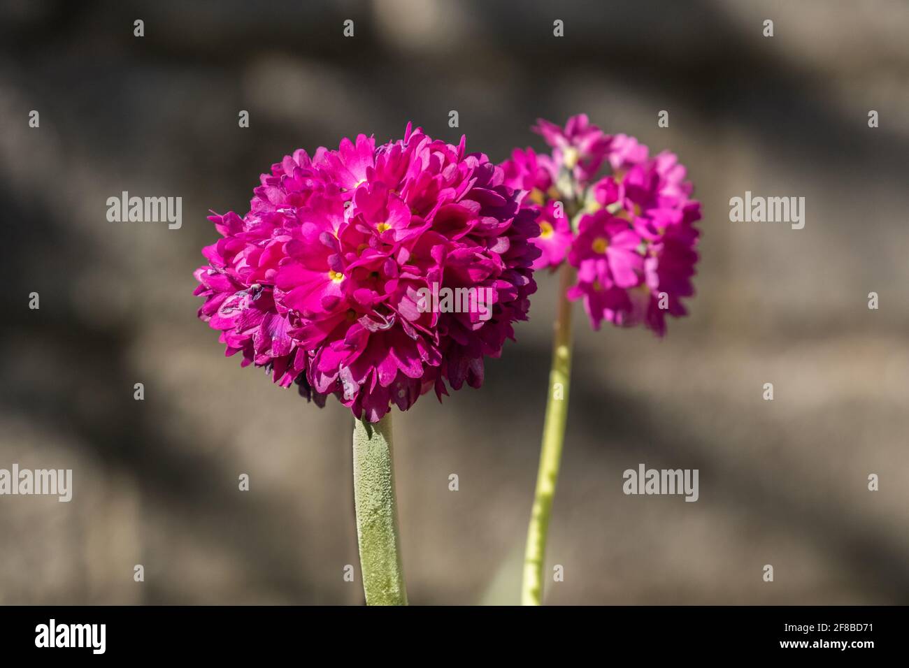 Primula Denticulata flowers. Stock Photo
