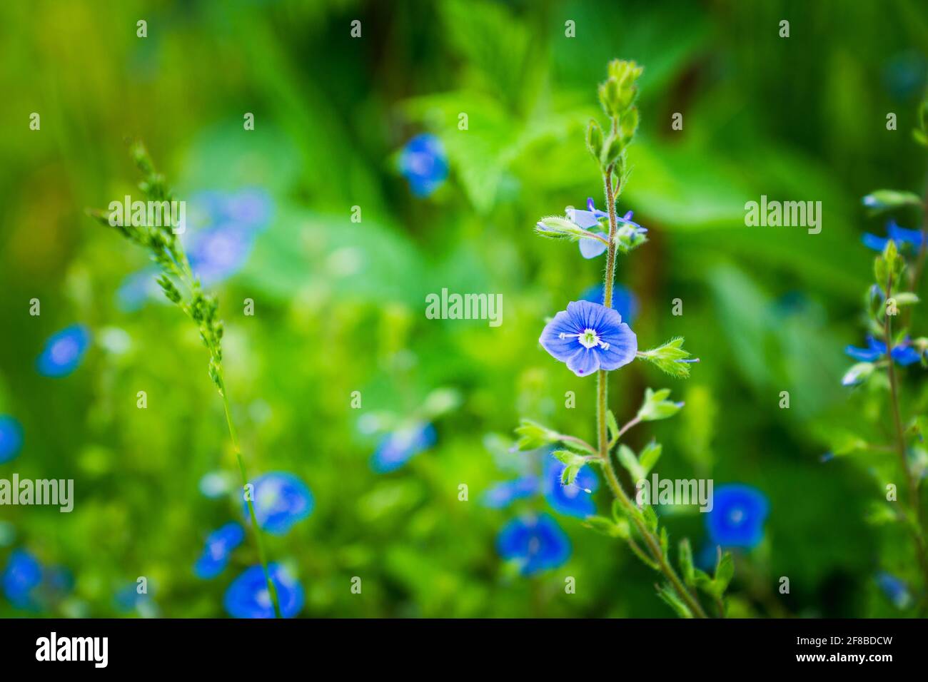 Blooming Veronica Officinalis flower. Shallow depth of field. Stock Photo