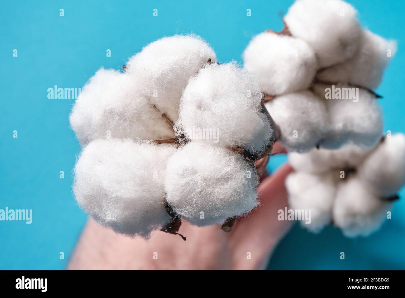 Branch with cotton on a blue background Stock Photo
