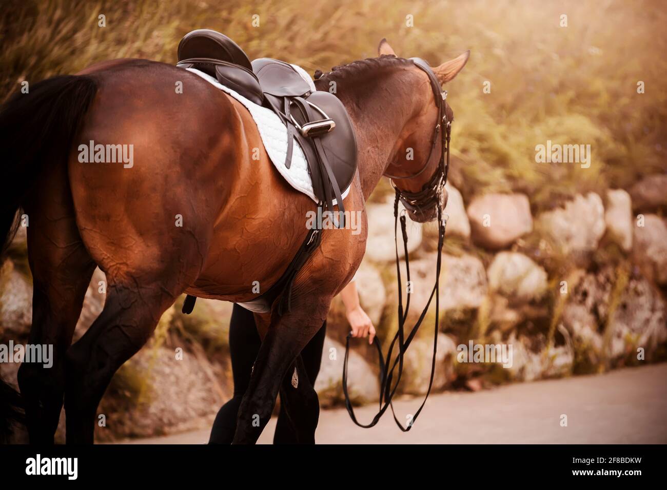 A chestnut saddled horse with a dark tail walks along the road with a rider who holds it by the bridle rein on an autumn day. Equestrian sports. Stock Photo