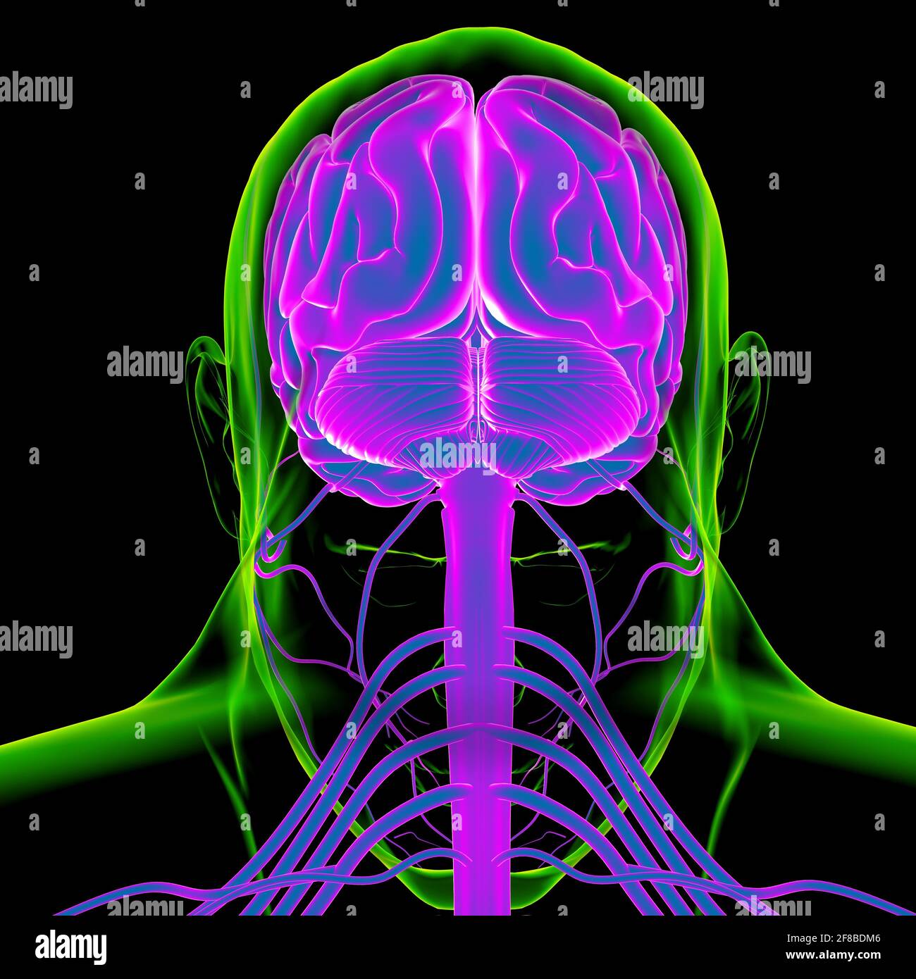Human Brain Anatomy For Medical Concept 3D Illustration Stock Photo - Alamy