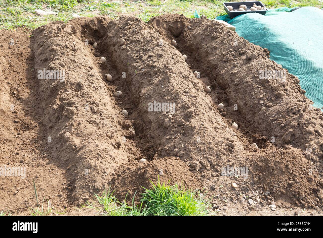 Potato tubers planted in soil furrows allotment garden, Shottisham, Suffolk, England, UK Stock Photo