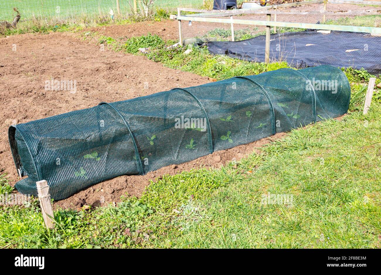 Protecting garden vegetables hires stock photography and images Alamy