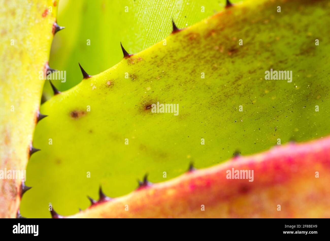 Selective focus shot of spiky thorns on the leaves of a bromeliad plant Stock Photo