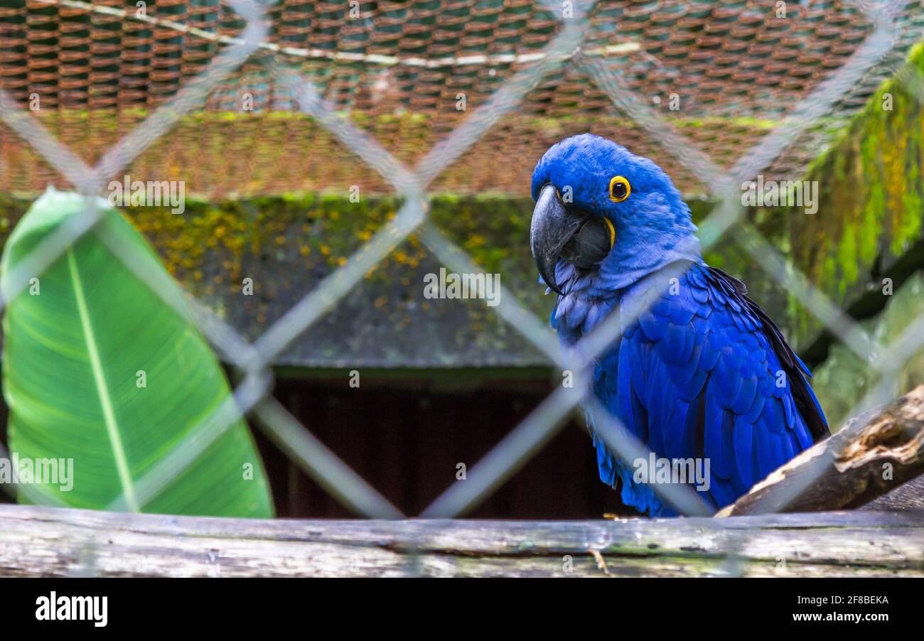 Cute vibrant blue parrot standing on a branch in a cage with a leaf next to it Stock Photo