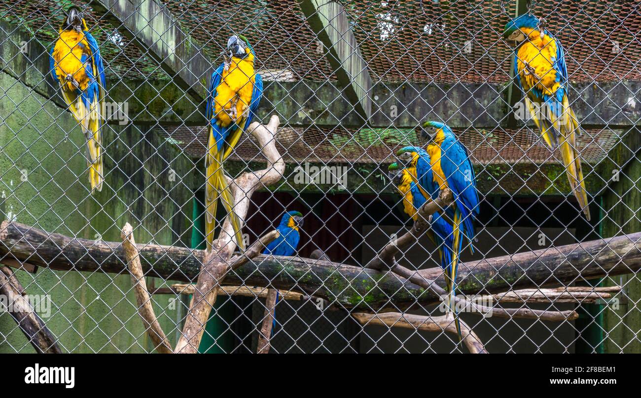 Picture of Large Macaw Cage Recommendations for Blue and Gold Macaws