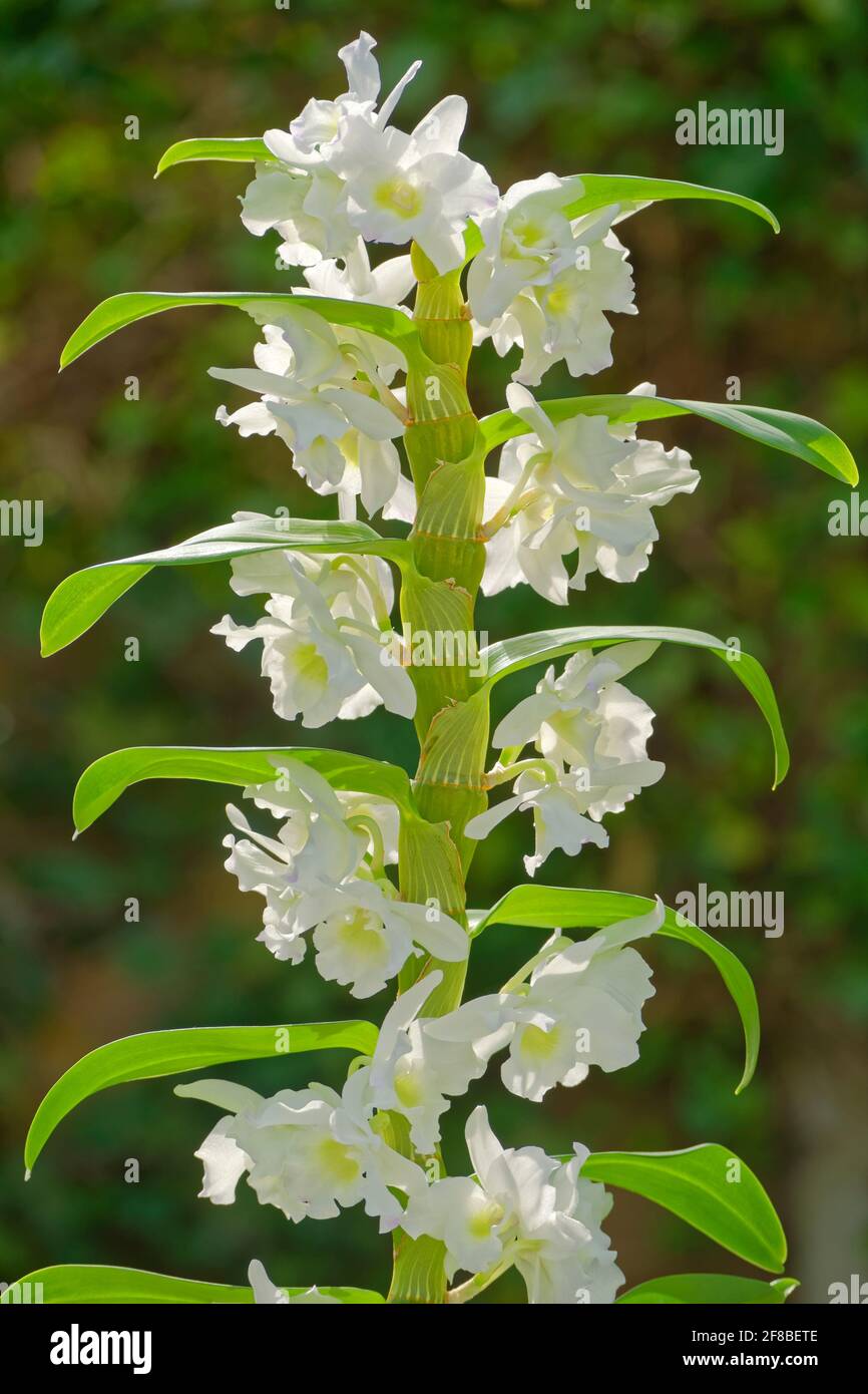 Noble white towering Dendrobium. Stock Photo