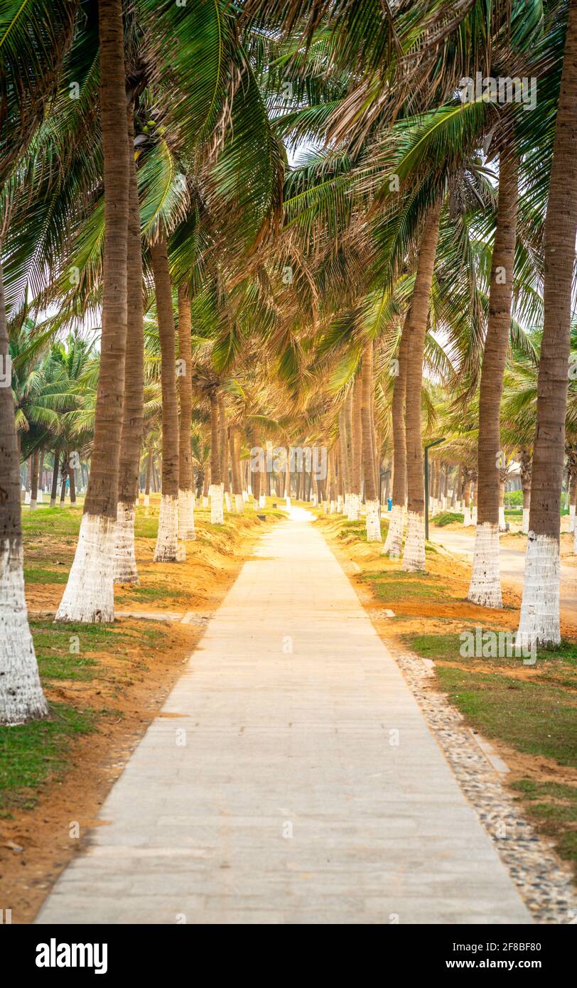 Vertical walk way view along many coconut trees and dramatic light on Haikou beachside in Hainan China Stock Photo