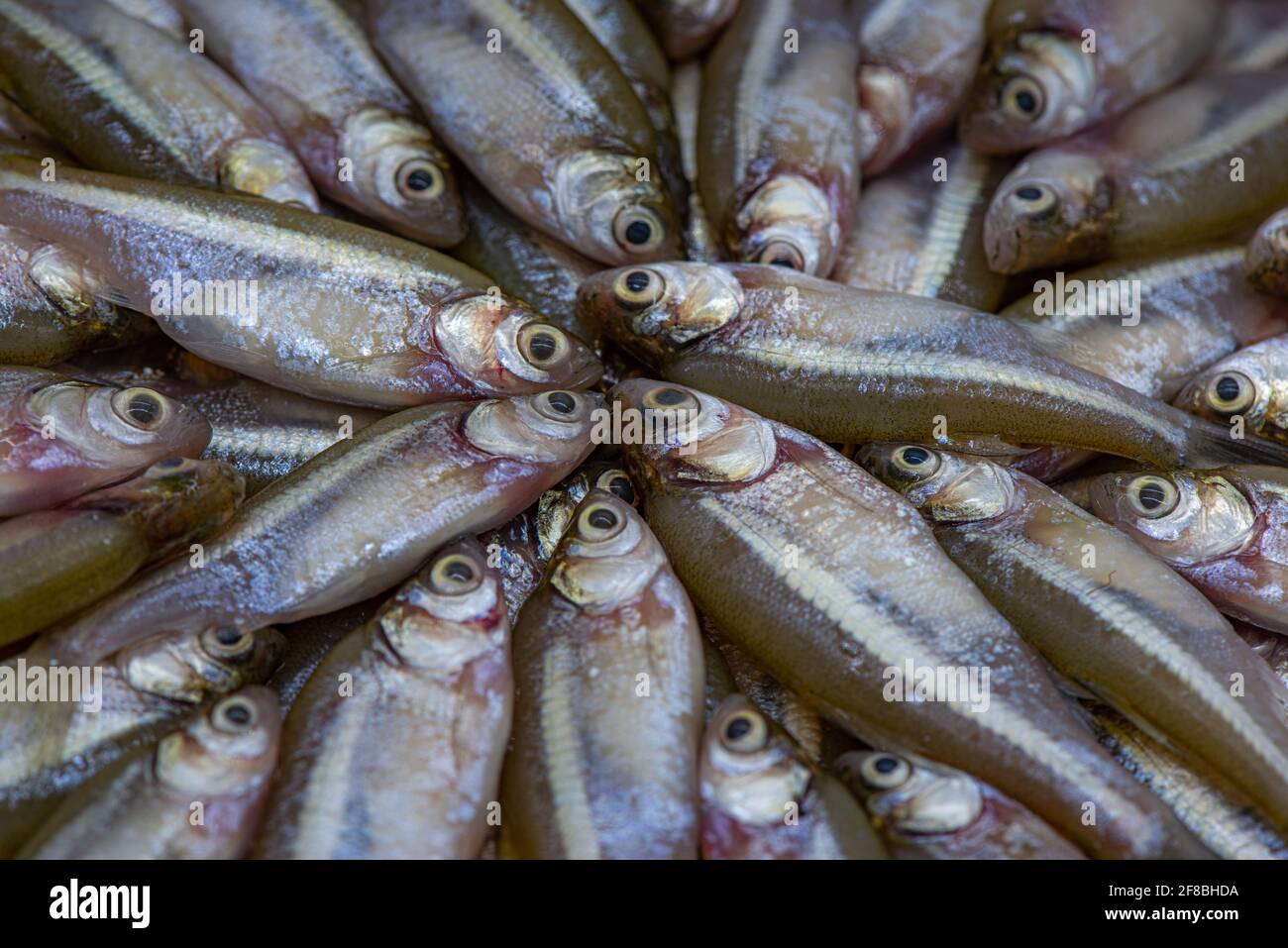 Local Fish Stock Photo