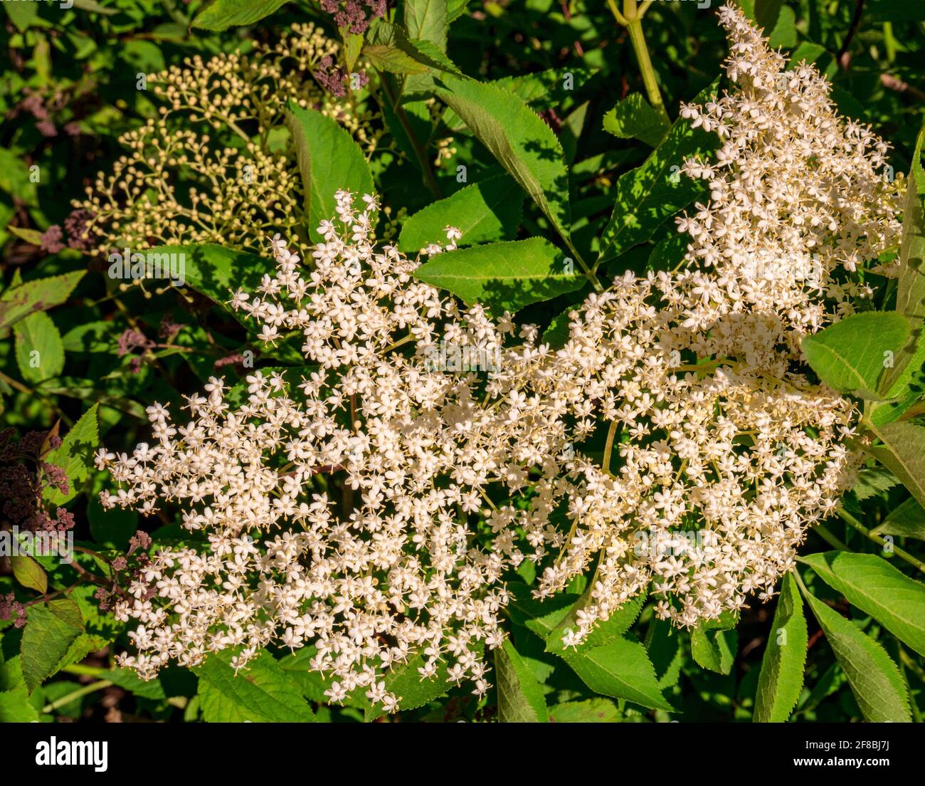 Elderberry flowers(Sambucus nigra) - view of the infloresce…