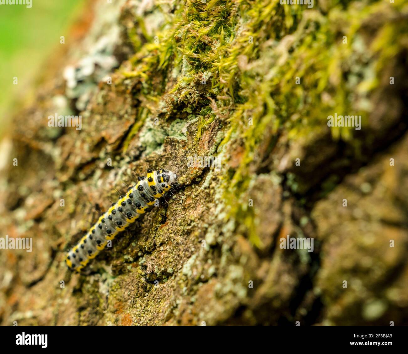 Caterpillar with black dots and yellow stripes. Toadflax/Brocade Moth (Calophasia lunula) Stock Photo