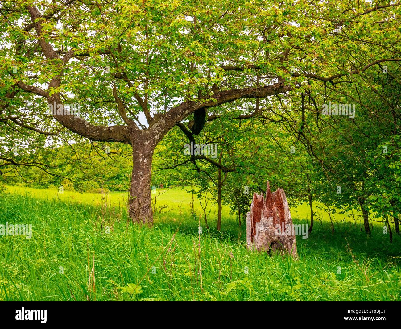 Old dry tree stump in tall grass, near wild cherry tree Stock Photo Alamy