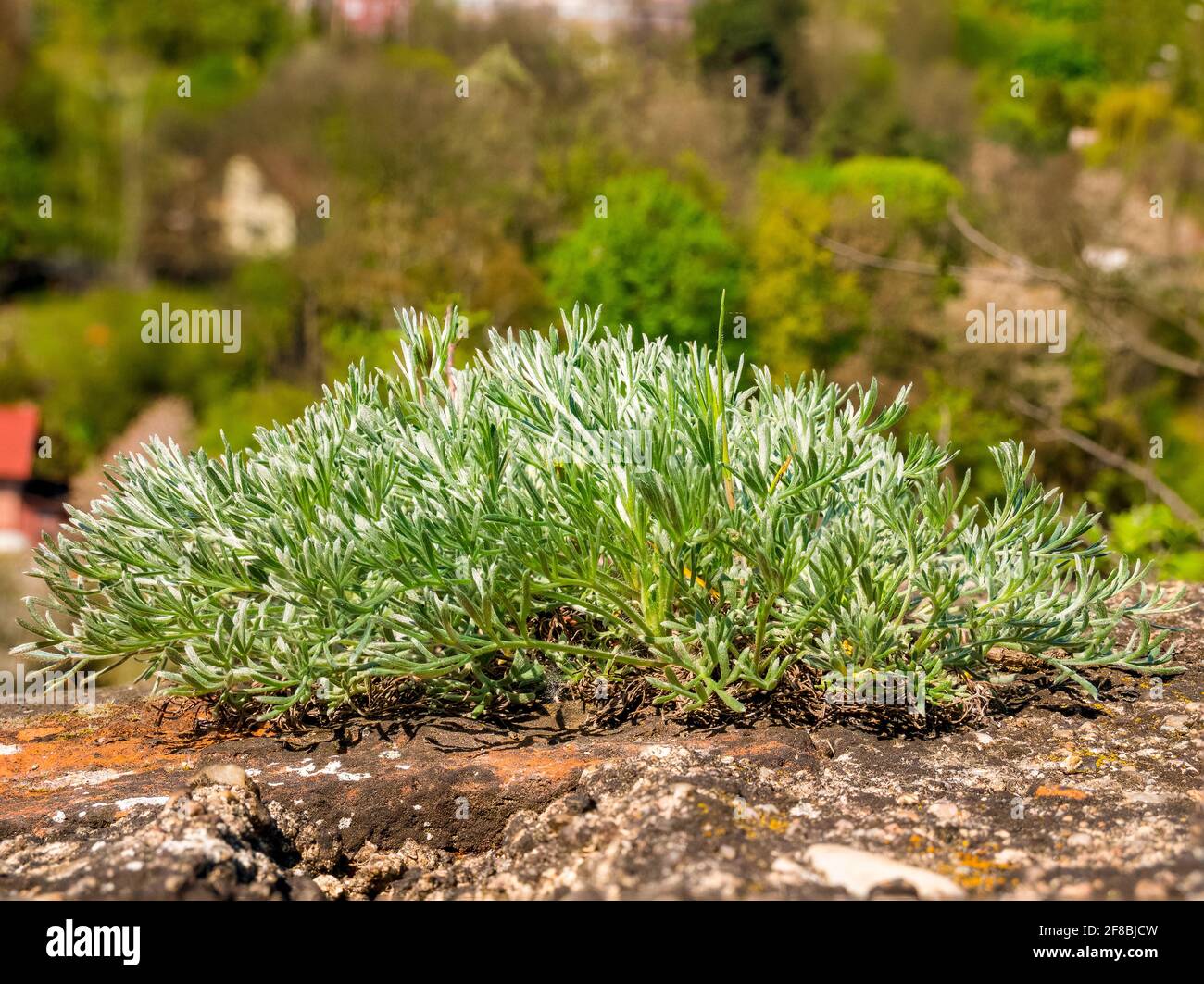 Close-up of young Sagebrush - Artemisia sp. div.- plant growing on top of a stone wall Stock Photo