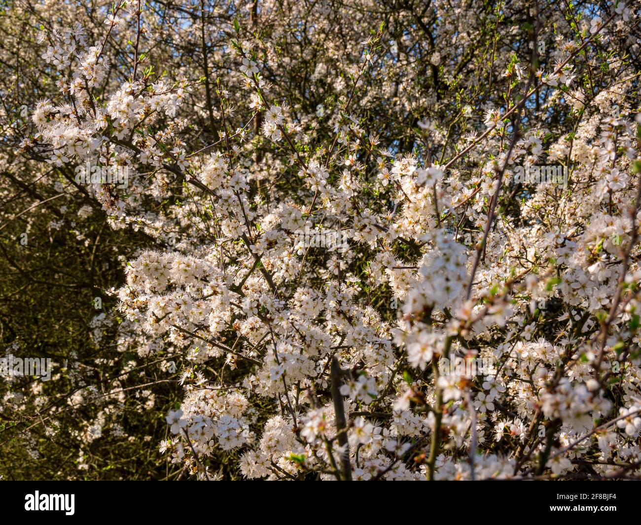 Dense flowering white flowers on young wild cherry (Prunus avium) Stock Photo