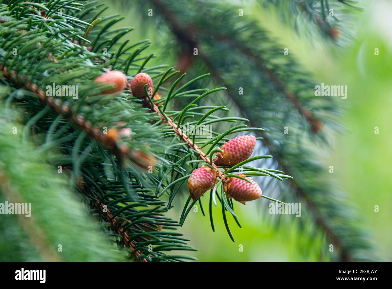 Small, young cones on a conifer Stock Photo Alamy