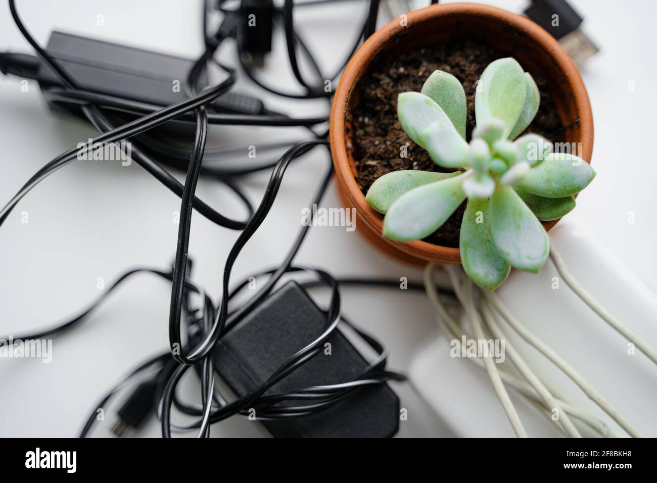 E waste, old cables and green plant. Gadget recycle of tech junk