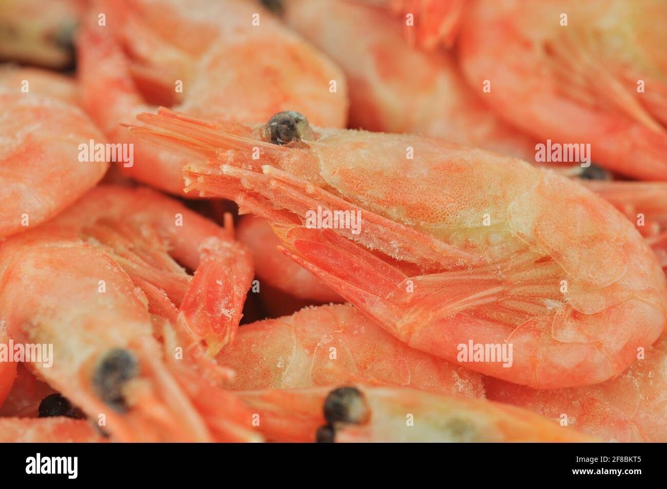 Frozen boiled shrimps. Macro shot. Abstract food background Stock Photo