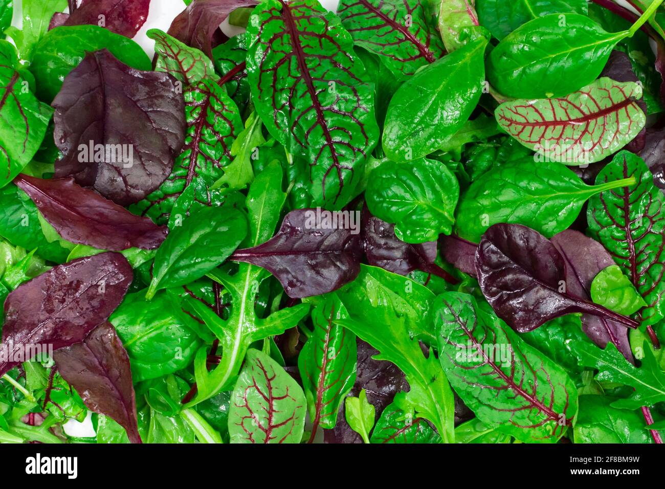 Salad mix leaves background. Fresh Salad Pattern with rucola, purple lettuce, spinach, frisee