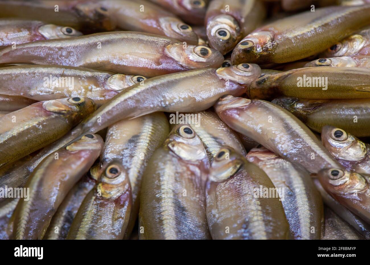 Local Fish Stock Photo