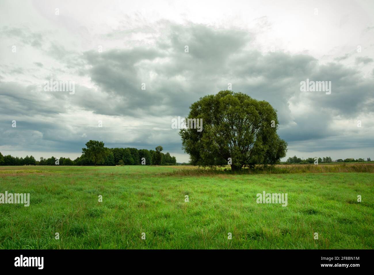 Large tree on a green meadow and dark clouds on the sky, Nowiny, Lubelskie, Poland Stock Photo