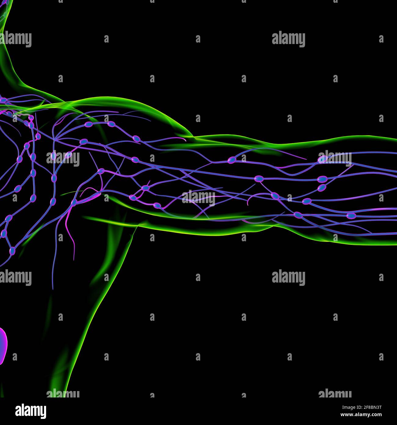 Lymph Node Graph Human Lymph Nodes Anatomy For Medical Concept 3D Illustration Stock ...