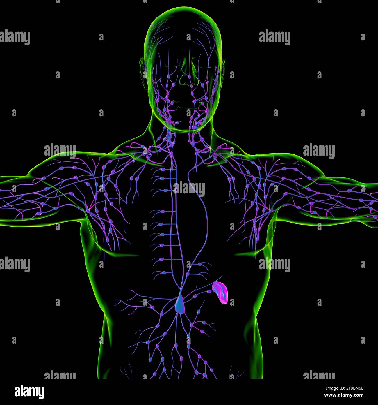 Human Lymph Nodes Anatomy For Medical Concept 3D Illustration Stock ...