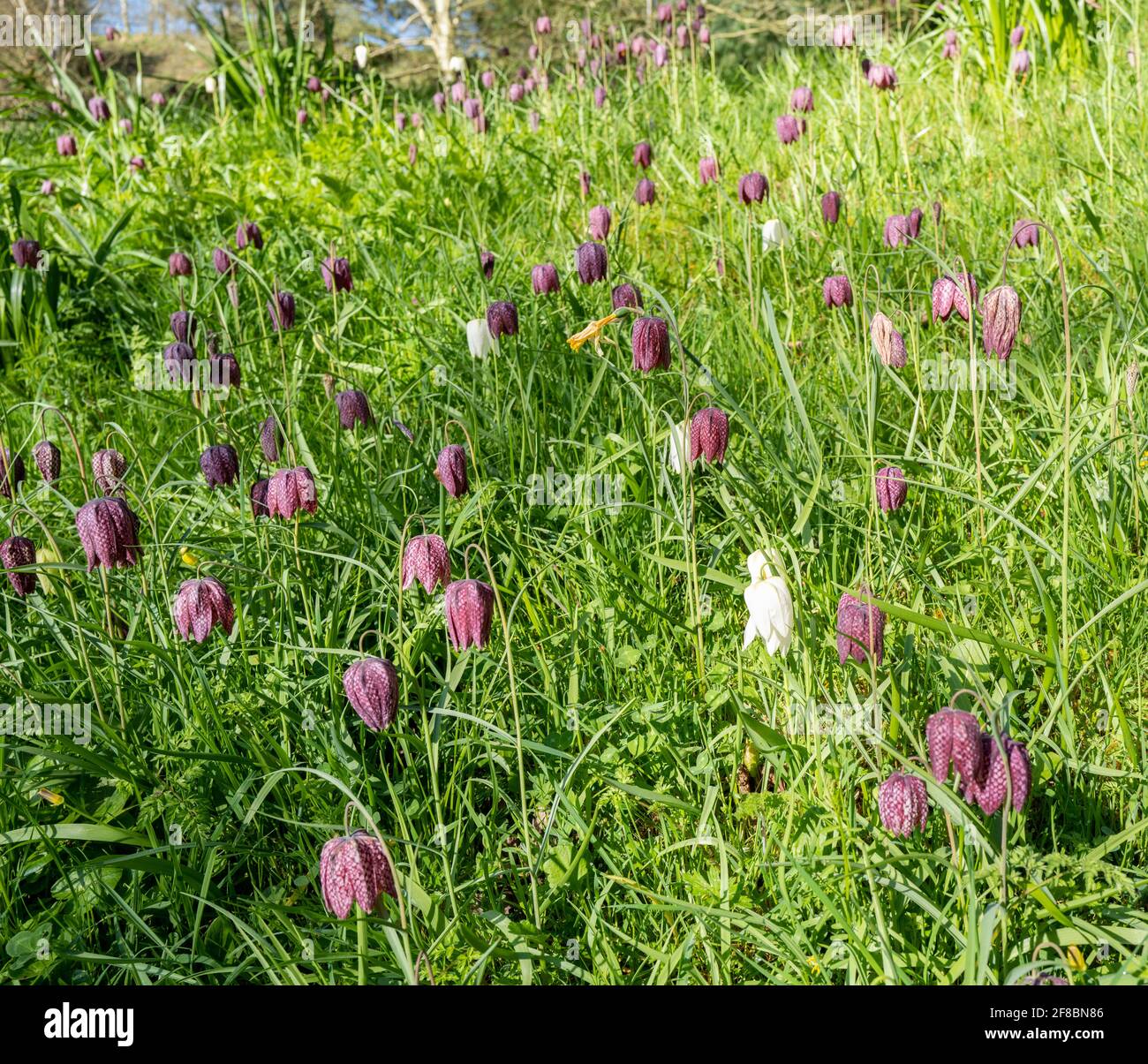 An English woodland with Snakes Head Fritillary flowers. Stock Photo