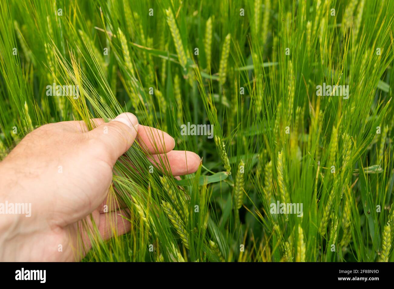 A human hand touching an ear of green grain, spring view Stock Photo