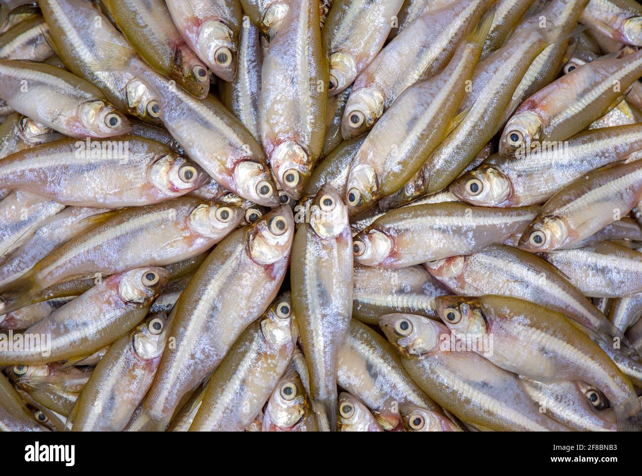 Local fish hi res stock photography and images Alamy