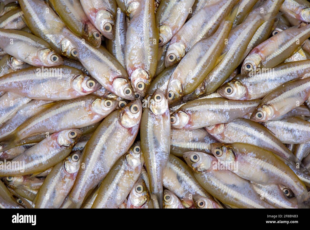 Local Fish Stock Photo