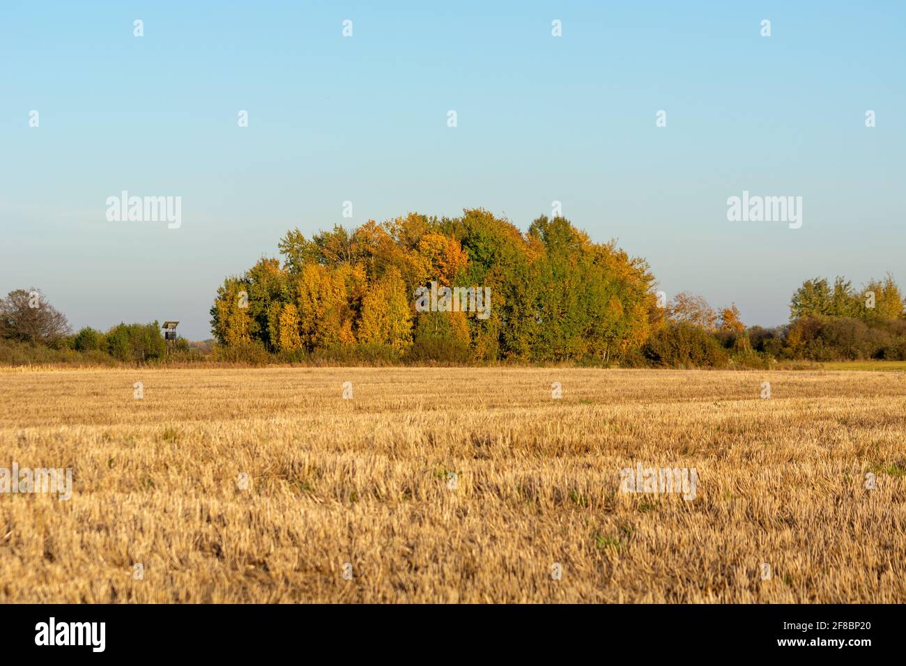 A group of deciduous trees growing in a field, autumnal sunny view Stock Photo