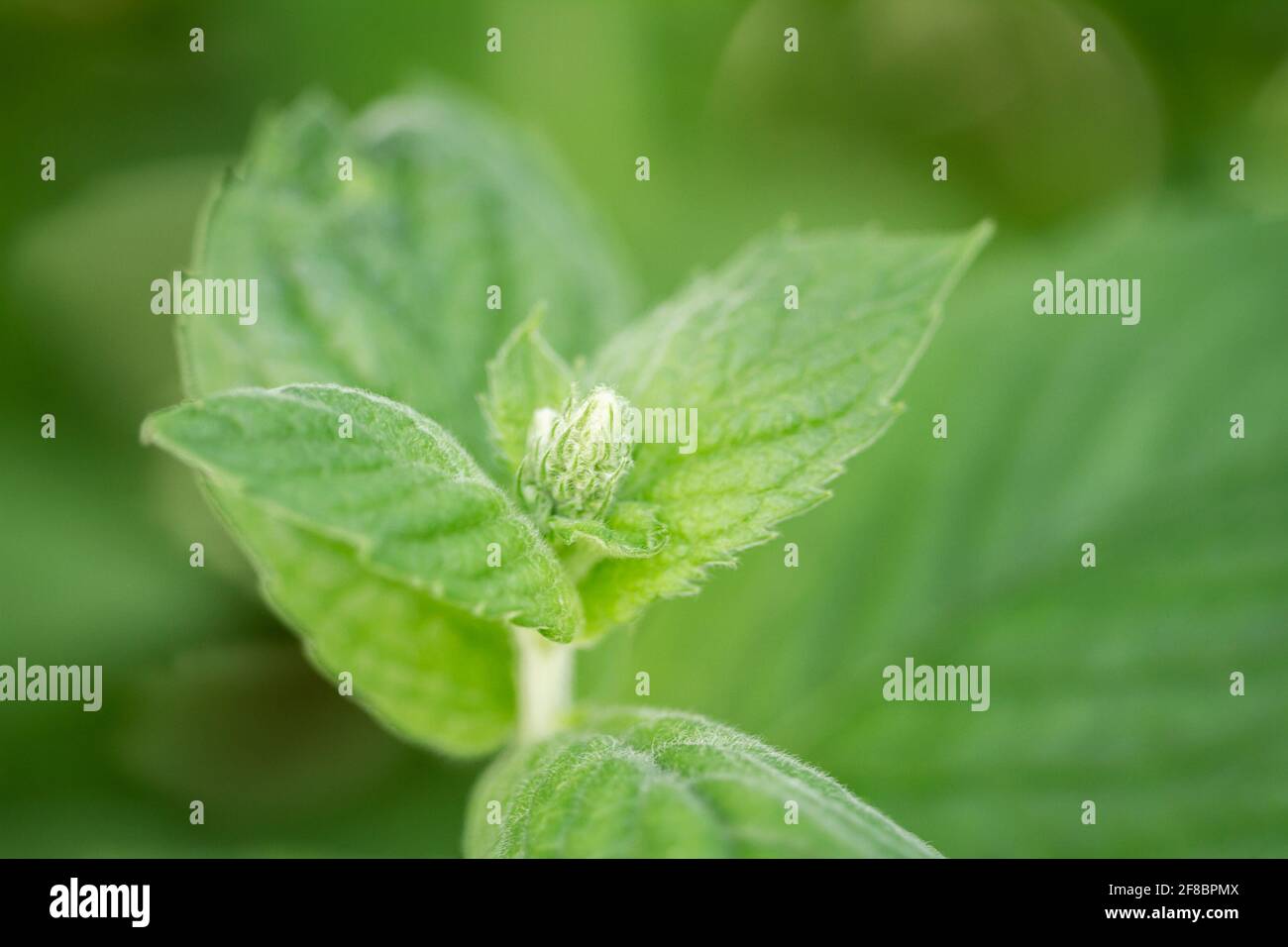 Close up of beautiful fresh mint growing in the garden Stock Photo
