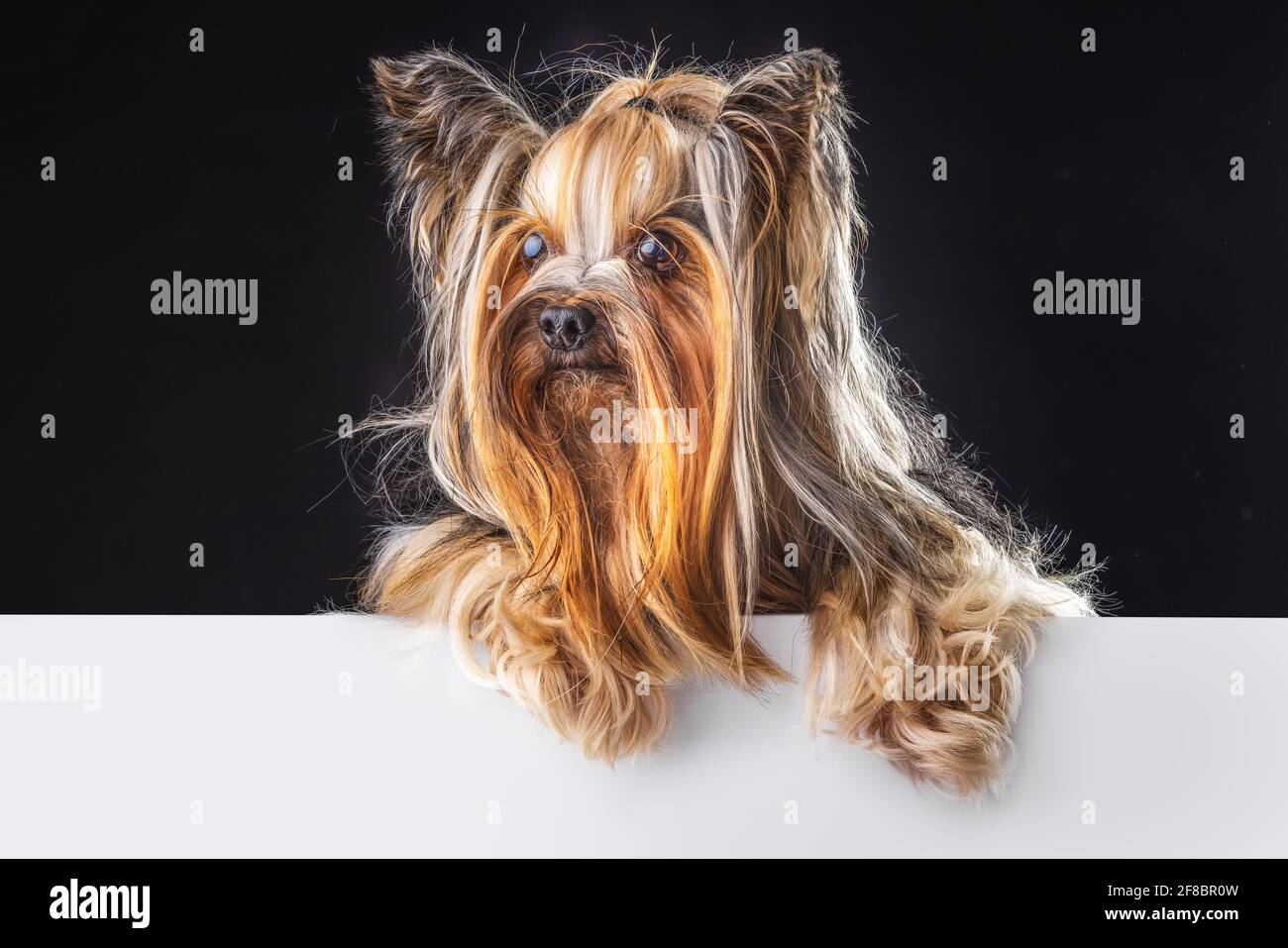 Yorkshire terrier, dog isolated on black Stock Photo