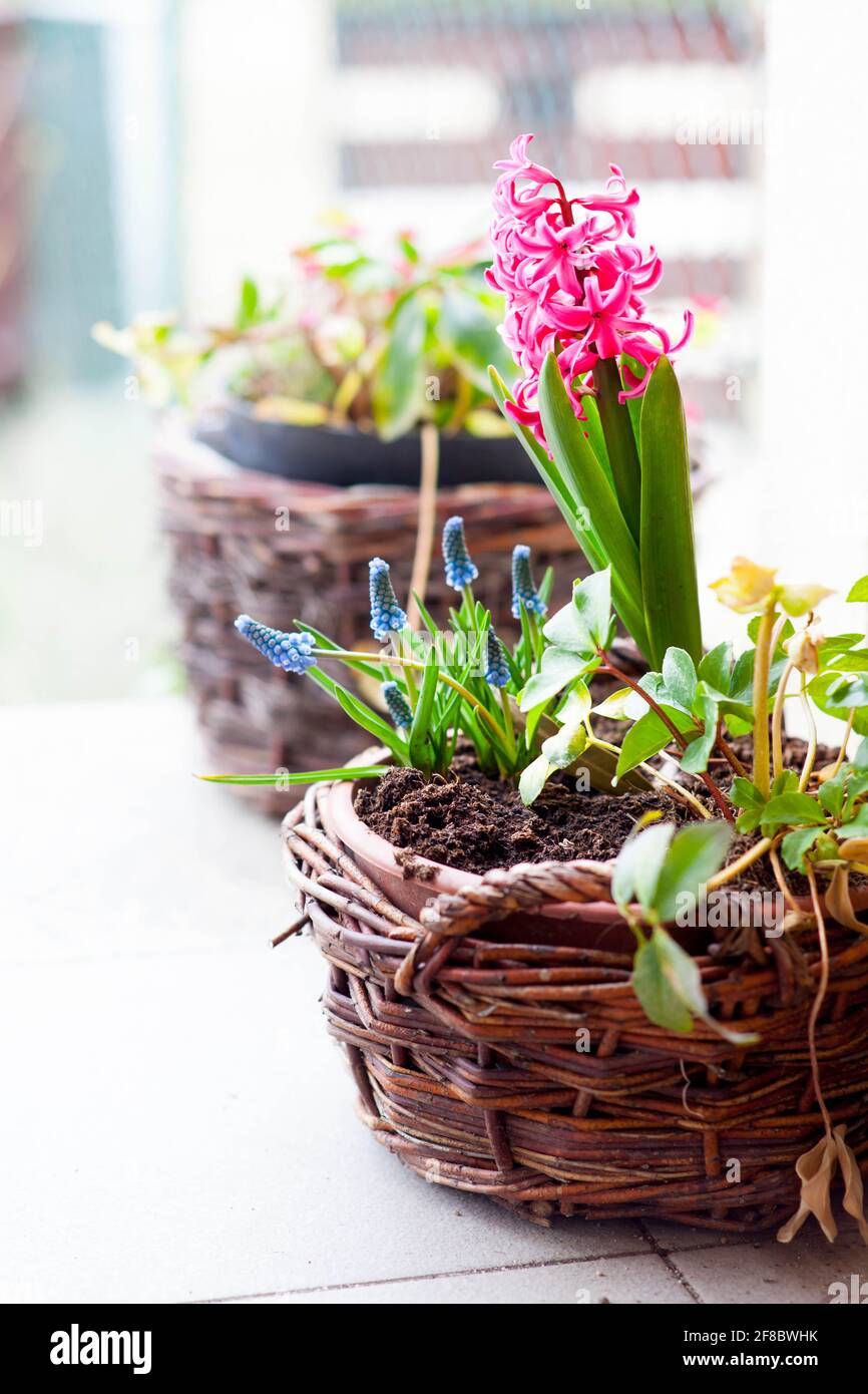 pink hyacinth, Armenian muscari ( sapphires ) and white hellebore in a wicker pot - spring composition with bulb flowers Stock Photo