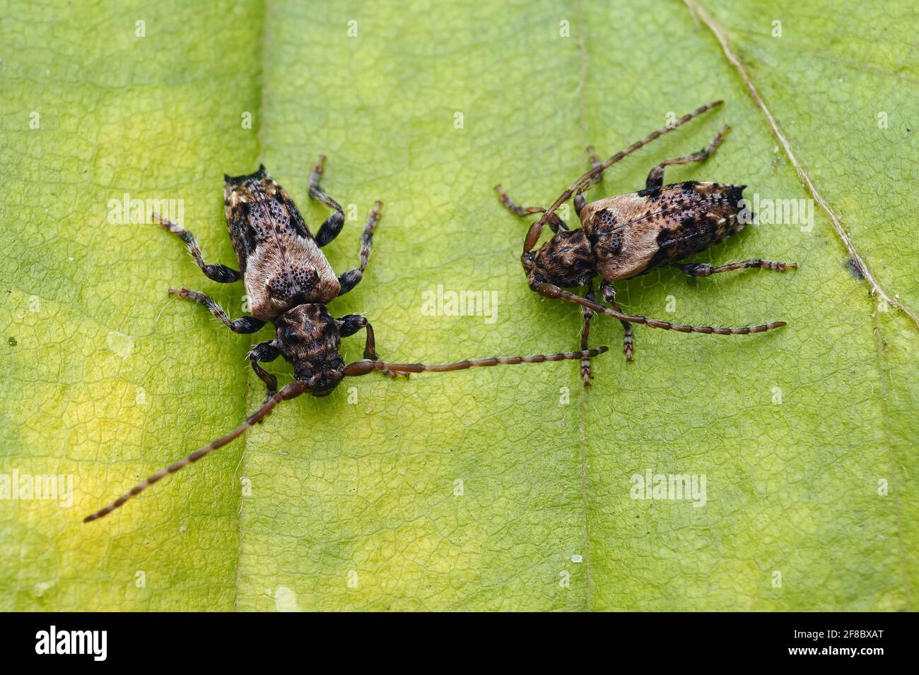 Dorsal view of two Lesser Thorn-tipped Longhorn Beetles (Pogonocherus hispidus) resting on oak leaf. Tipperary, Ireland Stock Photo