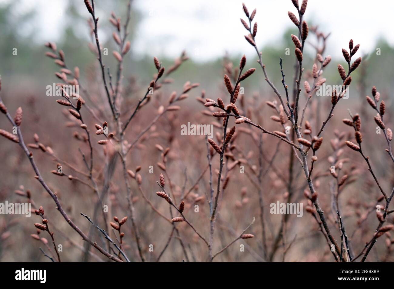 Bog-myrtle Myrica gale L. early springtime buds in Kemeru National Park Latvia Stock Photo