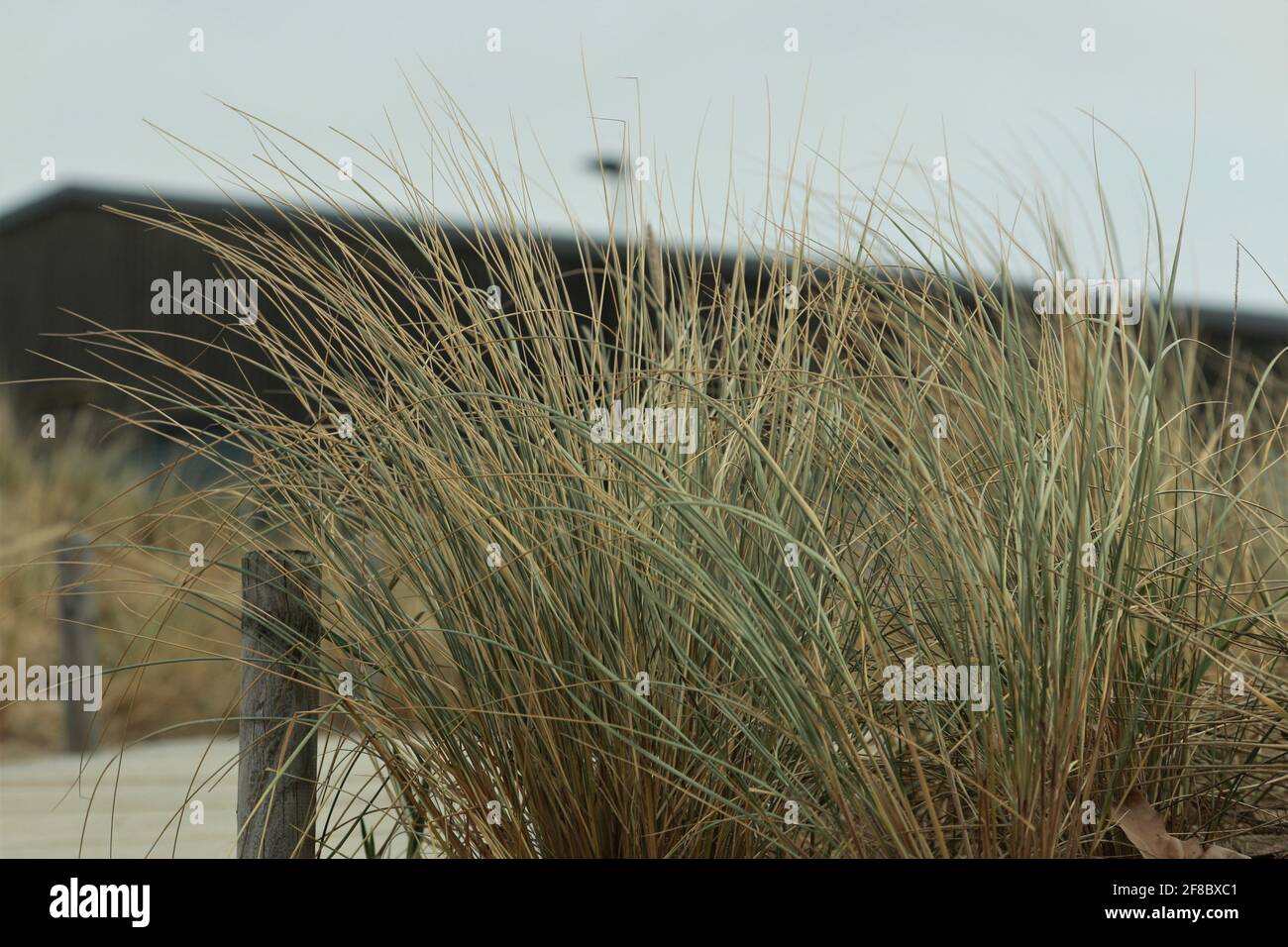 Beach grass as a close up on a cold day Stock Photo