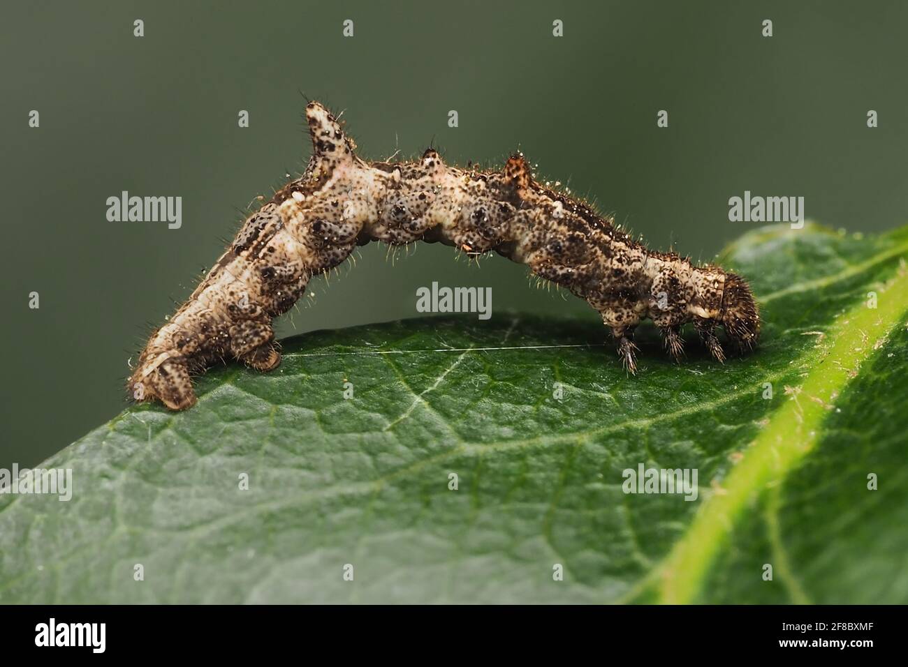 Lilac Beauty moth caterpillar (Apeira syringaria) at rest on leaf. Tipperary, Ireland Stock Photo