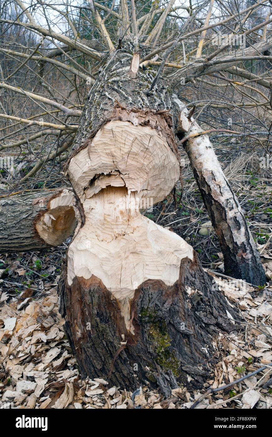 Beavers cut down trees Stock Photo Alamy