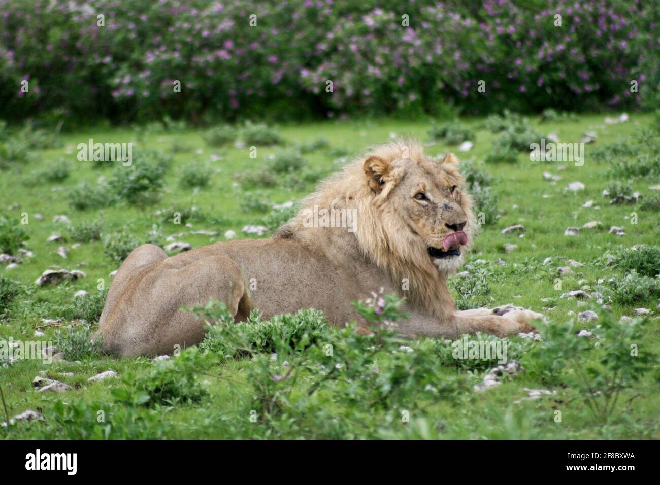 Closeup portrait of wild lion (Panthera leo) licking lips in Ngorongoro Crater, Tanzania. Stock Photo