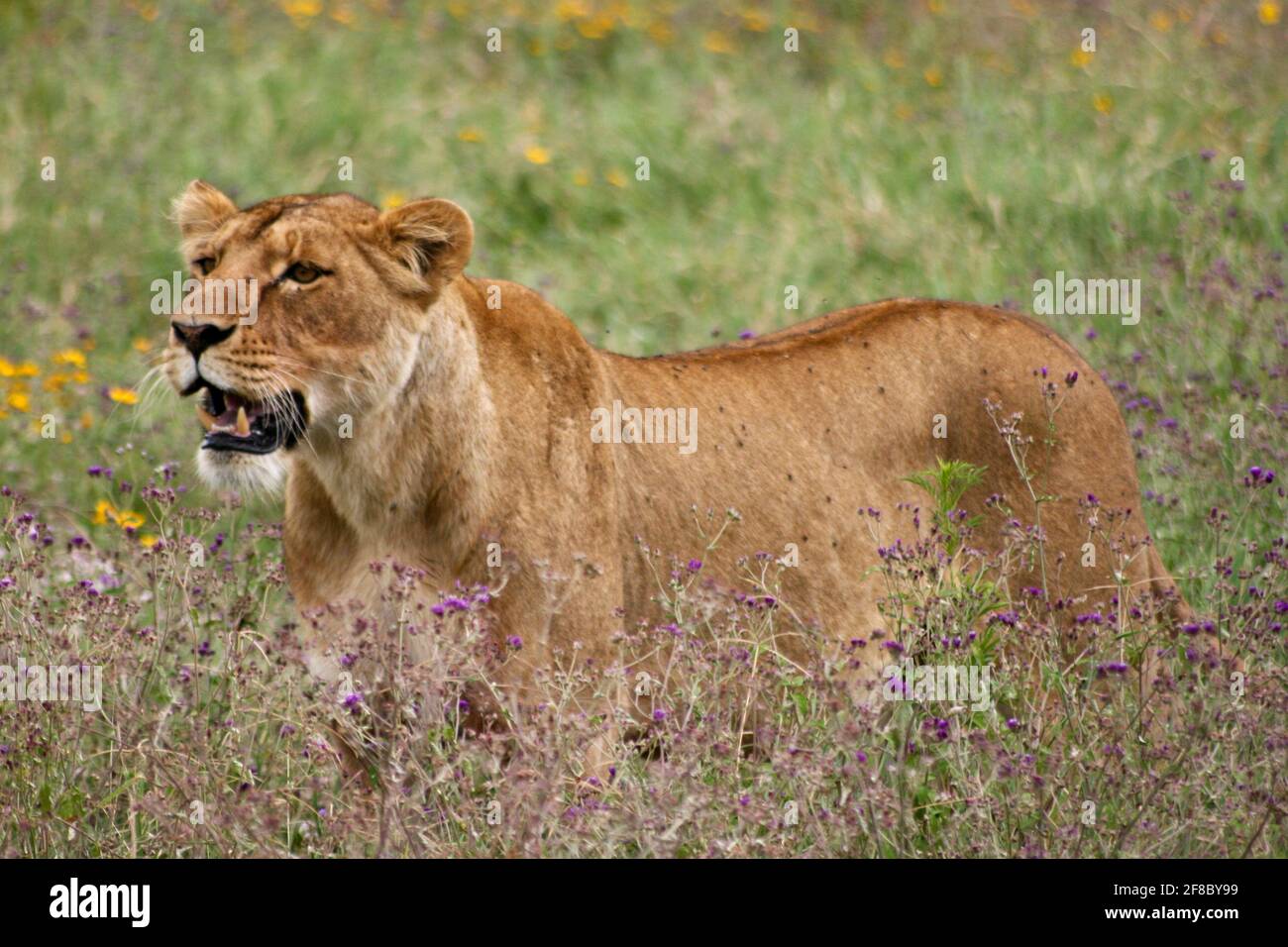 Closeup portrait of wild lion (Panthera leo) hunting in Ngorongoro Crater, Tanzania. Stock Photo