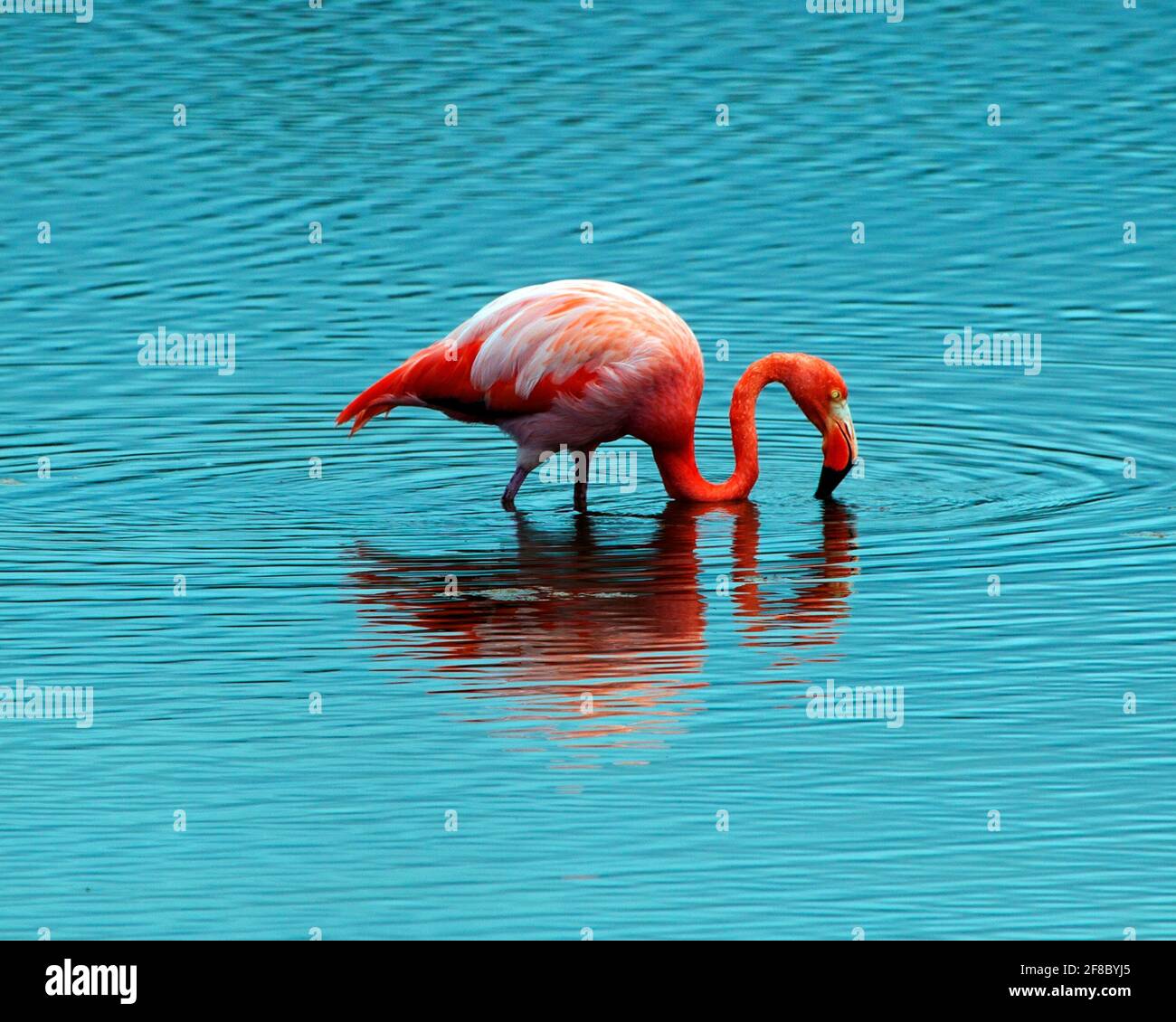 Portrait of a standing Galapagos Flamingo (Phoenicopterus Ruber) reflected in lake in Galapagos Islands, Ecuador. Stock Photo